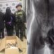 Suspeitos sendo presos em flagrante e raio X do suspeito com macaco escondido